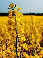 Семена озимого рапса Алиот