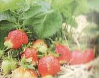 Рассада клубники Мармолада, Marmolada