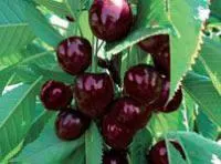 Саженцы черешни Стела