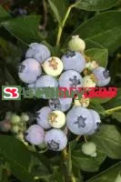 Саженцы голубики Блюджей (Bluejay)