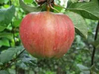 Саджанці яблунь Джонаголд Декоста