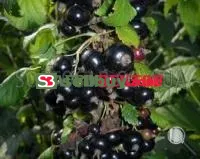 Саженцы смородины Нара