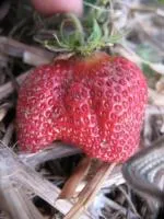 Рассада клубники Розанна Киевская