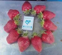 Саженцы клубники Альба