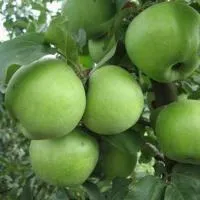 Саженцы яблони Ренет Симиренко