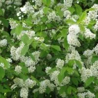 Саженцы Черёмухи обыкновенной