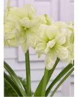 Луковицы Амариллиса Marilyn