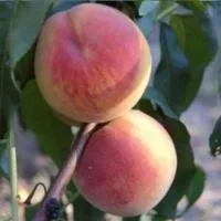 Саженцы персика Чарівник