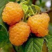 Саженцы малины Желтый гигант