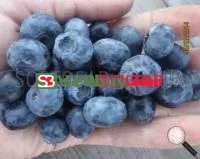 Саженцы голубики Торо (Toro)