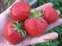 Рассада клубники Моллинг Пандора