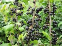 Саджанці смородини Санюта