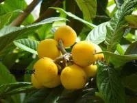 Мушмула Антей