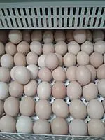 Инкубационное яйцо бройлеров Кобб-500/Росс-308 (Европа)