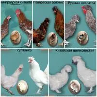 Инкубационное яйцо кур 41 порода из Генофонда Питер