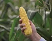 Кукуруза ТУРБИН F1 (50 000 семян) Clause