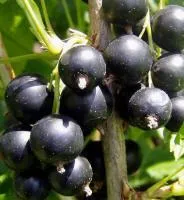 Саженцы смородины черной Селеченская 2