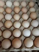 яйцо инкубационное курное порода Адлерская серебристая