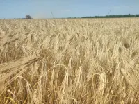 Озимый ячмень