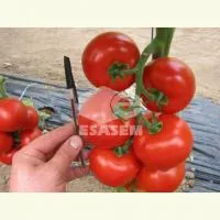 Томат Чероки F1 250 с. Esasem
