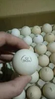 Инкубационное яйцо бройлера COBB 500